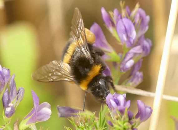 Buff-tailed Bumble-bee