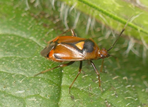 Capsid
                  bug - Deraeocoris ruber