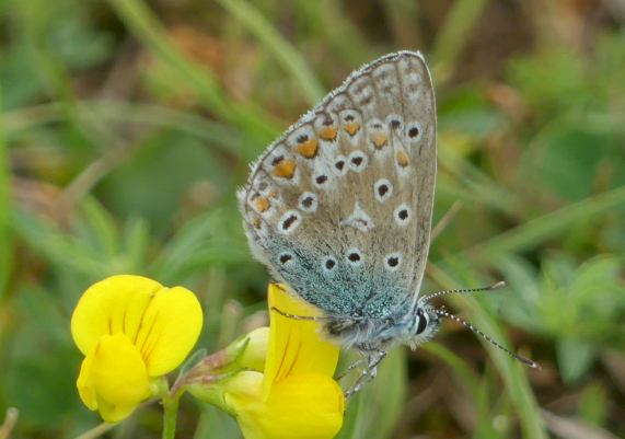 Common Blue butterfly