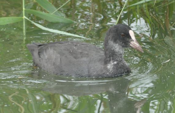 Young Coot