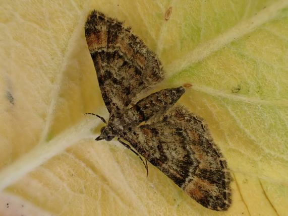 Double-striped Pug moth