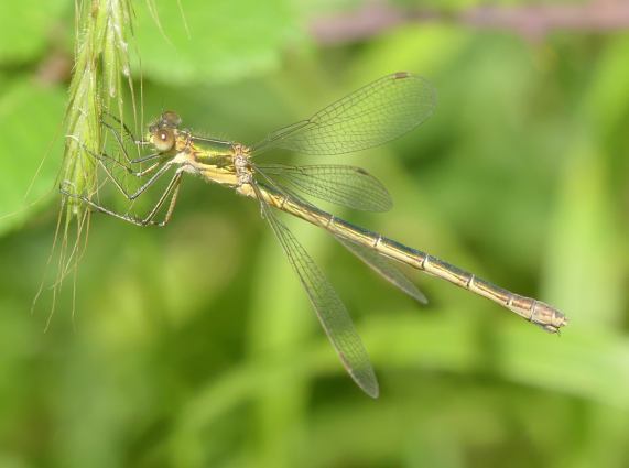 Emerald Damselfly