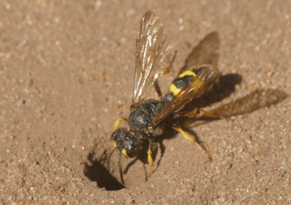 Ornate Tailed Digger Wasp