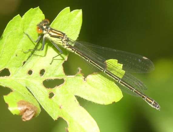 Red-eyed Damselfly