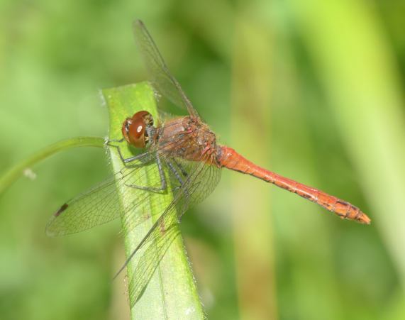 Ruddy Darter