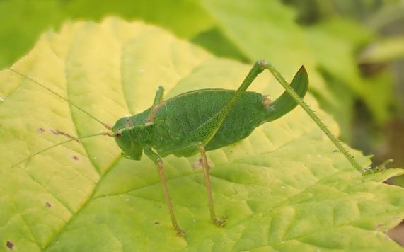 Speckled Bush-cricket