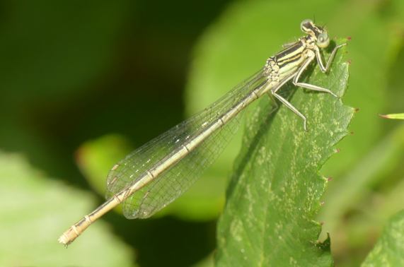 White-legged Damselfly