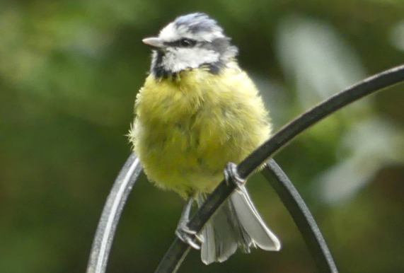 Blue Tit