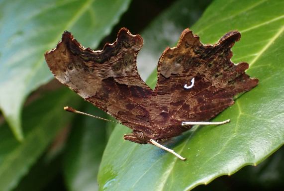 Comma Butterfly