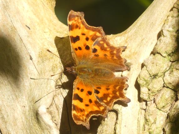 Comma
                  butterfly