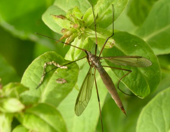 Cranefly