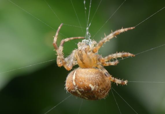 Garden Spider