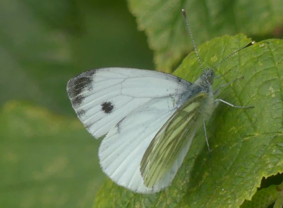 Green-veined White butterfly