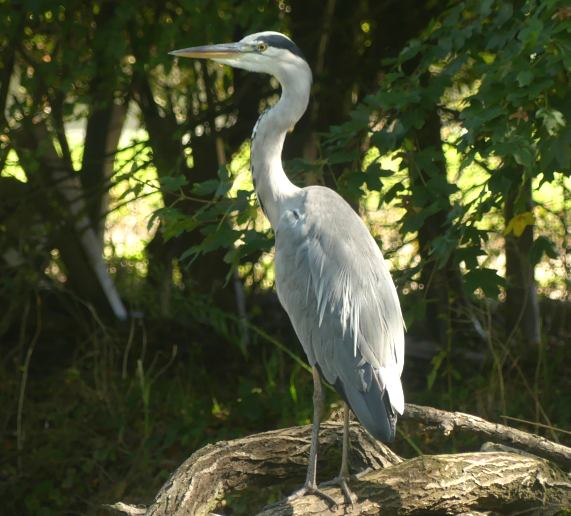 Grey
                  Heron