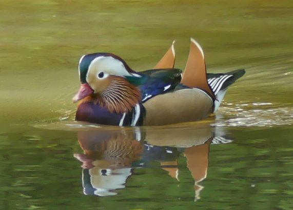 Mandarin - drake