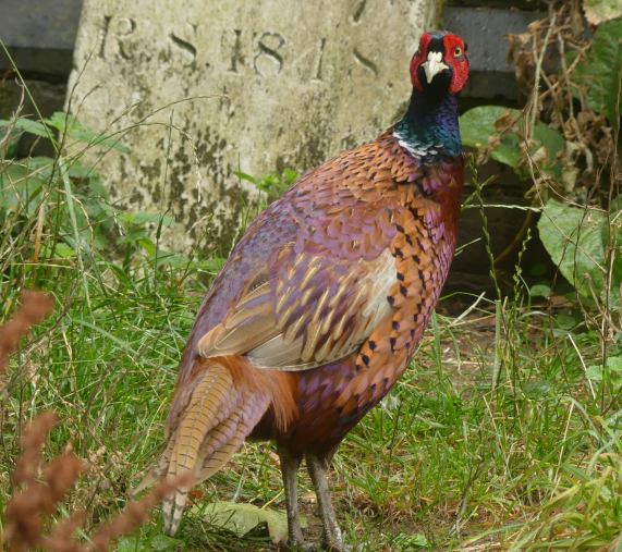 Pheasant
                  - male