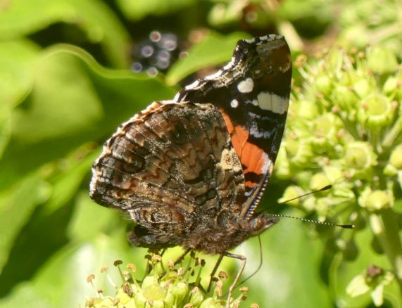 Red Admiral butterfly