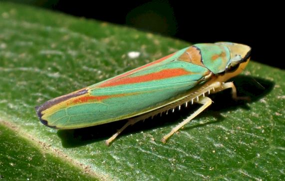 Rhododendron Leafhopper