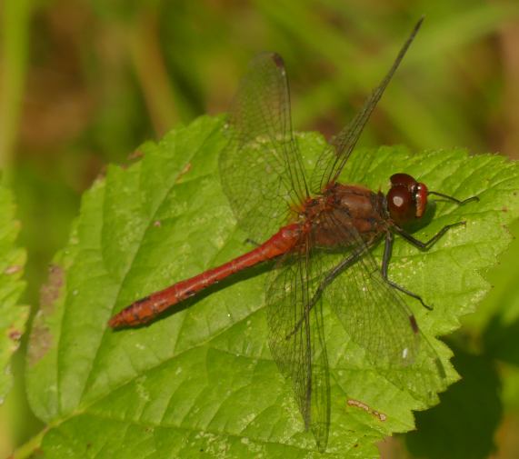 Ruddy Darter dragonfly