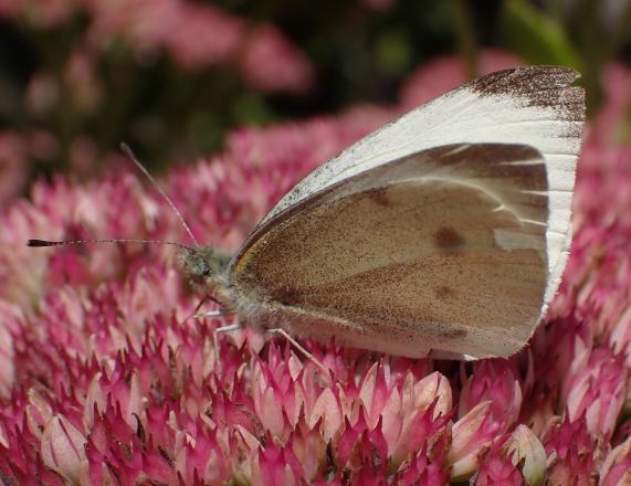 Small White butterfly