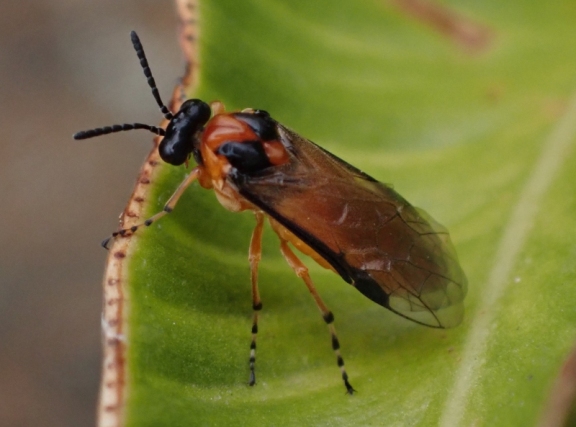 Turnip sawfly