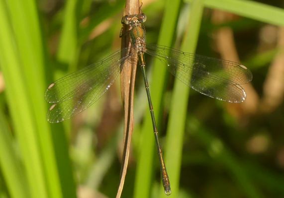 Willow Emerald damselfly