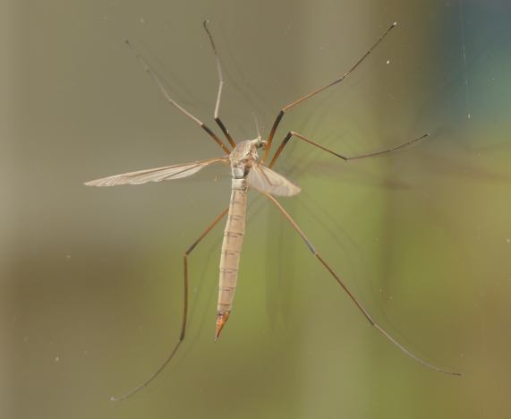 Cranefly