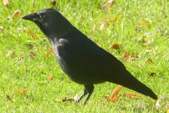 Jackdaw