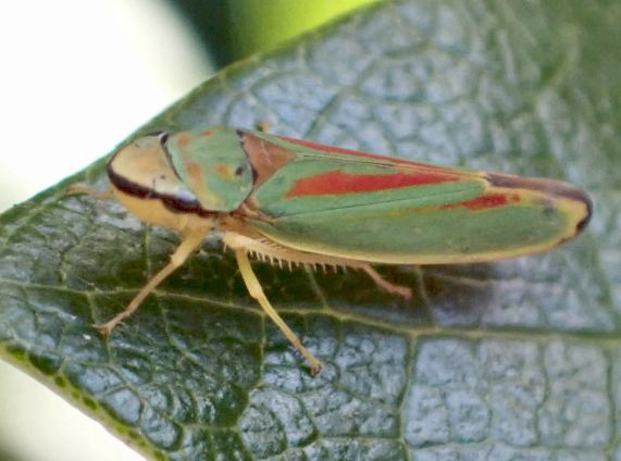 Rhododendron Leafhopper