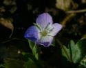 Common Field Speedwell Thumbnail