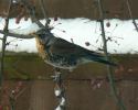 Fieldfare thumbnail