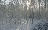 Linslade Woods Snow