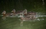 Mallard thumbnail