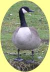 Canada Goose