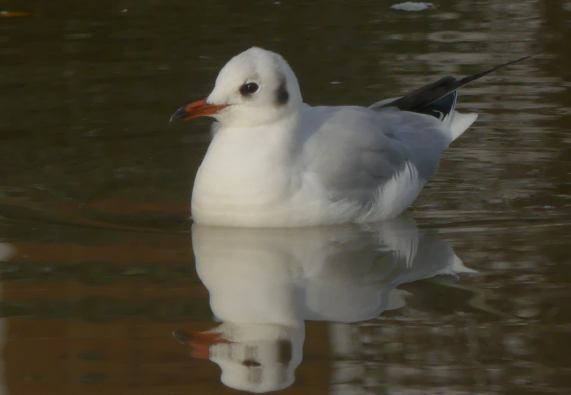 Black-headed Gull