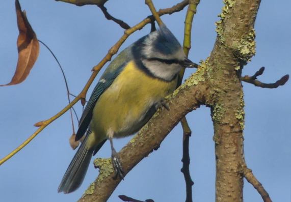 Blue Tit