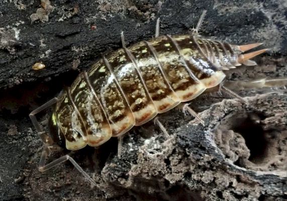 Common Striped Woodlouse