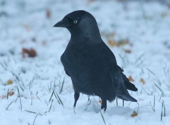 Jackdaw