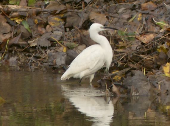 Little
                  Egret