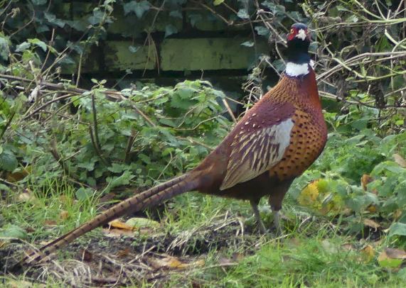 Pheasant
                  - male