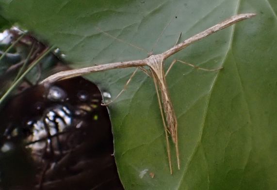 Plume
                  Moth