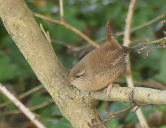 Wren